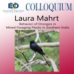 Laura Mahrt Behavior of Drongos in Mixed Foraging Flocks poster