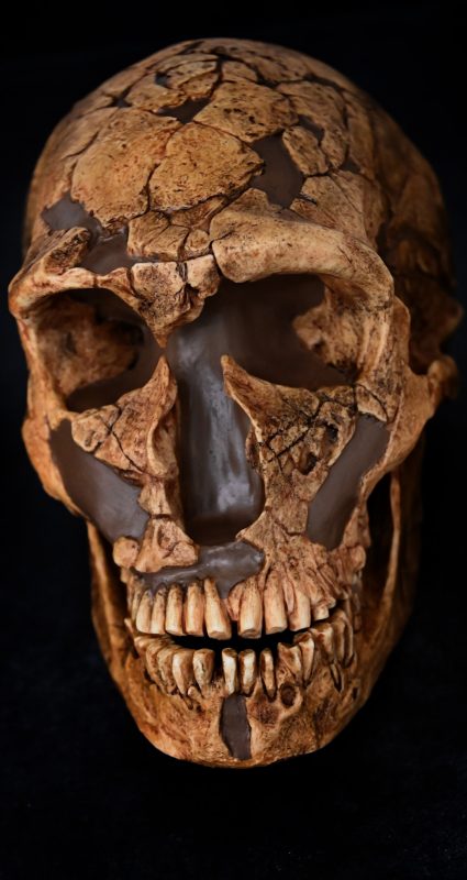 EOU students study replicas of skulls to understand human history.