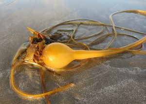 Rebecca DeLore: Four Ways to Discover Art in Your Next Nature Walk