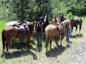 horses along trail