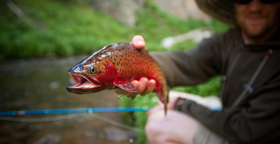 Trout held up by fisherman.