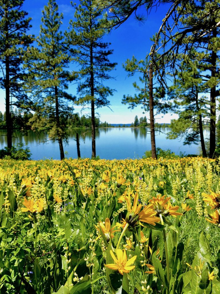 Wildflowers at morgan lake