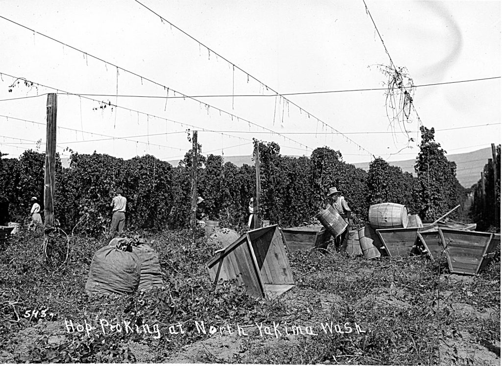 Hop-Picking-at-North-Yakima-Washington-ca.-1910-Courtesy-Sundquist-Research-Library-Yakima-Valley-Museum