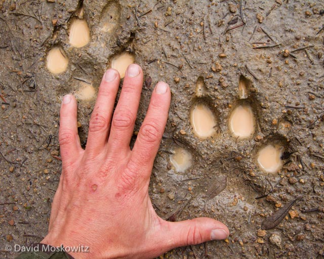 Photo of human hand next to wolf track in muddy earth. Photo for OUT 180 Animal Tracking course. 