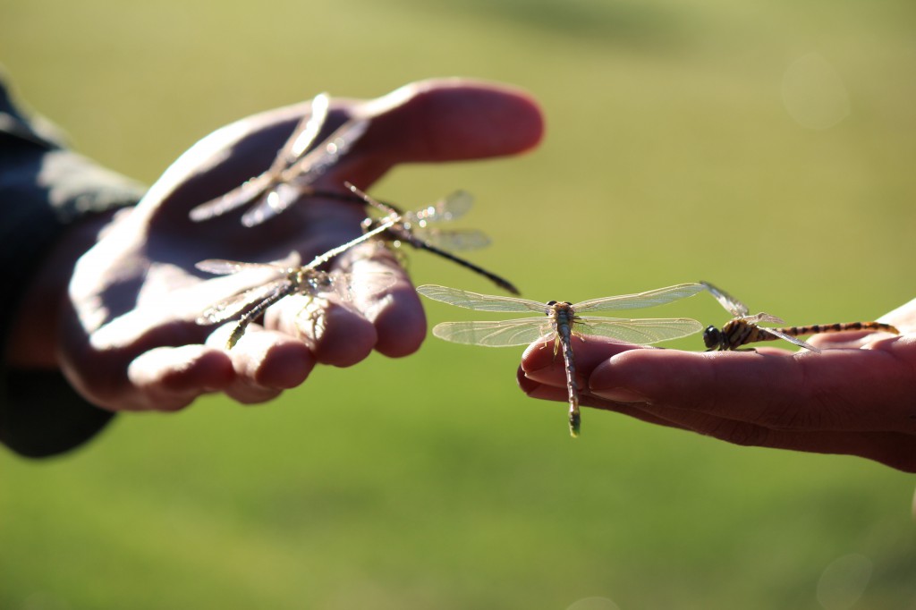 Cottonwood Crossing Summer Institute students holding dragonflys that landed on their hands