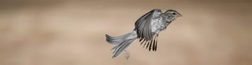 A grey bird midflight